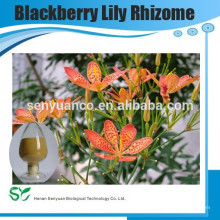 Blackberry Lily Rhizome Extracto de fábrica de oro